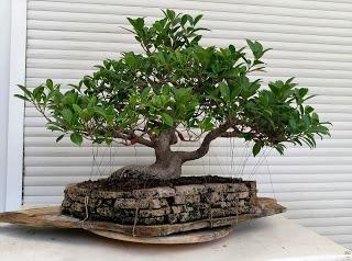 Ficus Retusa 2005 - 2017