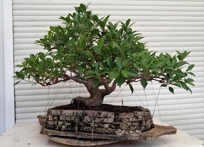 Ficus Retusa 2005 - 2017