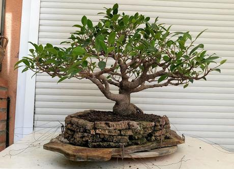 Ficus Retusa 2005 - 2017