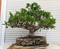 Ficus Retusa 2005 - 2017