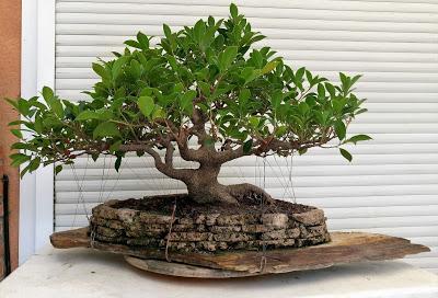 Ficus Retusa 2005 - 2017