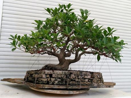Ficus Retusa 2005 - 2017 Ficus Retusa 2005 - 2017