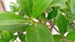 Ficus Retusa 2005 - 2017 Ficus Retusa 2005 - 2017