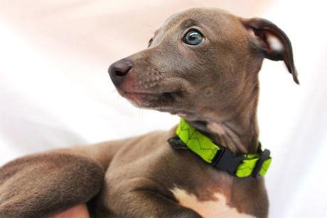 Estas son las siete razas de #perros más sociables y con adaptación rápida #Animales #mascotas #canes