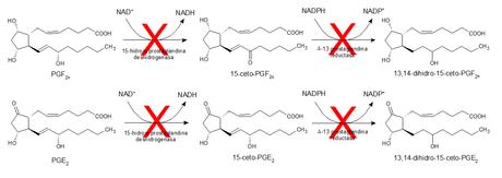 inhibición metabolización de prostaglandinas inhibición metabolización de prostaglandinas