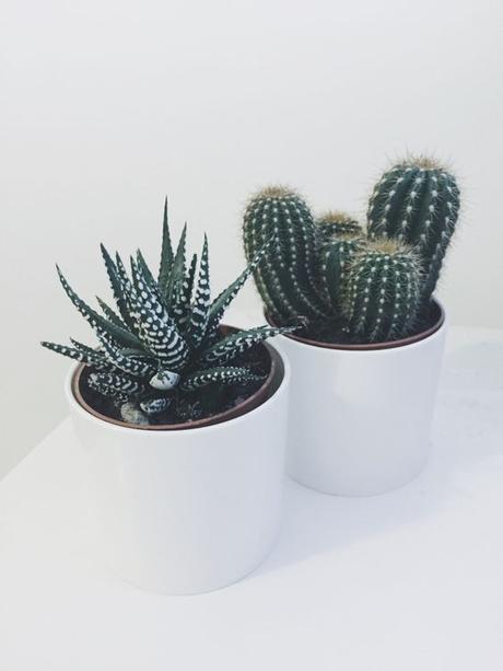 Deco: Obsesión por los mini cactus Deco: Obsesión por los mini cactus