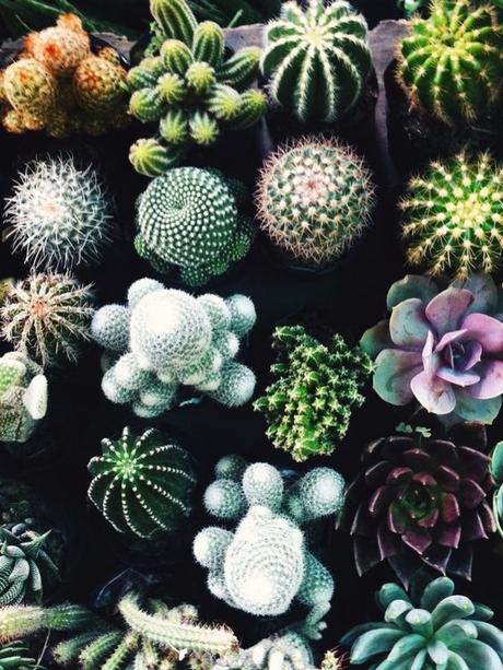 Deco: Obsesión por los mini cactus Deco: Obsesión por los mini cactus
