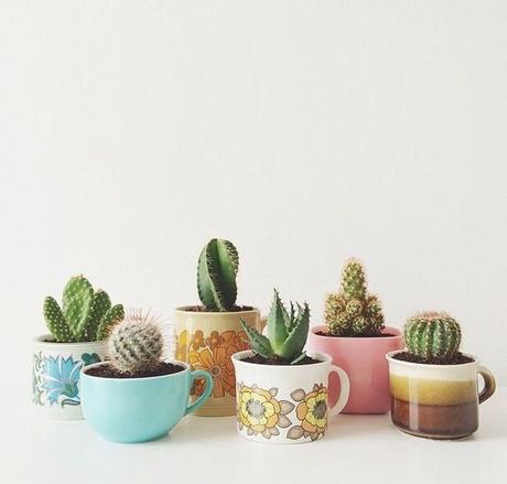 Deco: Obsesión por los mini cactus Deco: Obsesión por los mini cactus