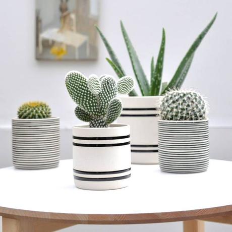 Deco: Obsesión por los mini cactus Deco: Obsesión por los mini cactus