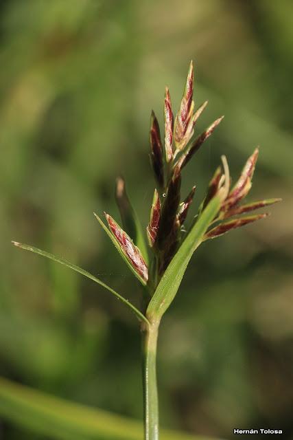 Juncia real (Cyperus rotundus)