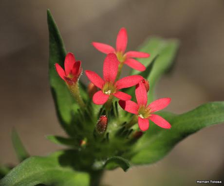 Colomia roja (Collomia biflora)