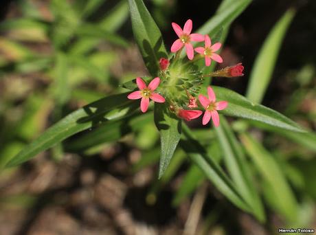 Colomia roja (Collomia biflora)