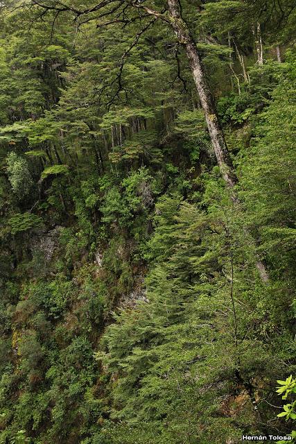 Sendero a Cascada Chachín (abril de  2017)