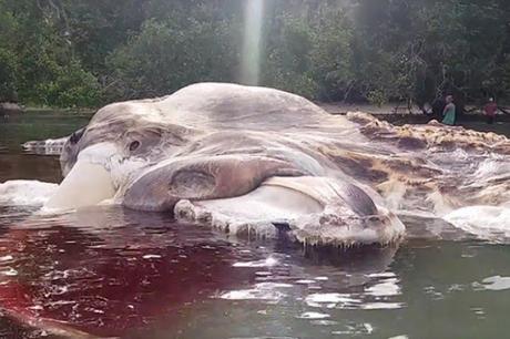 Cadáver gigante de una monstruosa criatura desconcierta a los #científicos (FOTOS Y VIDEO)) Cadáver gigante de una monstruosa criatura desconcierta a los #científicos (FOTOS Y VIDEO))