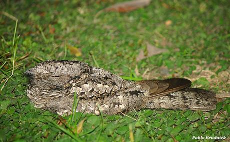 Atajacaminos ñañarca (Systellura longirostris)