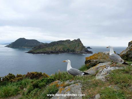 Gaviotas en Cías