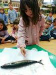 Observamos un pescado: la caballa Observamos un pescado: la caballa