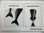 Observamos un pescado: la caballa Observamos un pescado: la caballa