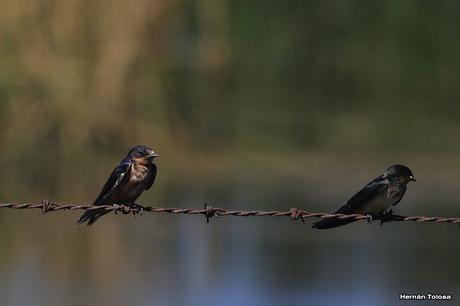 Juveniles de tijerita