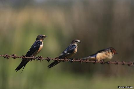 Juveniles de tijerita