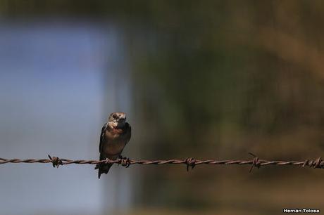 Juveniles de tijerita