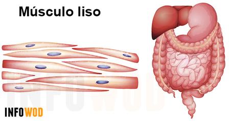 musculo-liso