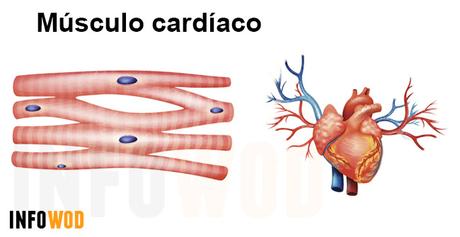musculo-cardiaco