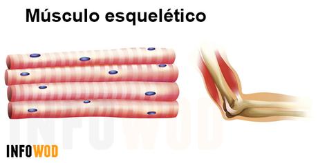 musculo-esquelético