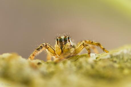 Fotonatura XVI: Por sus ojos las conoceréis Mascle de Plexippus paykulli