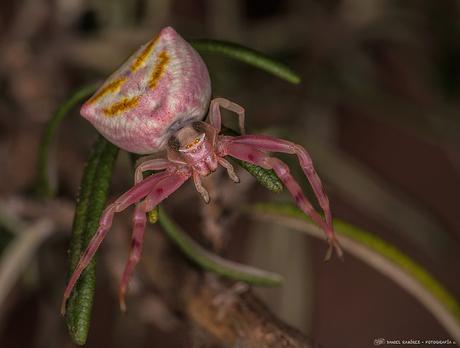 Fotonatura XVI: Por sus ojos las conoceréis Araña cangrejo rosa (Thomisus onustus)
