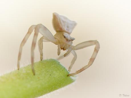 Fotonatura XVI: Por sus ojos las conoceréis Thomisus onustus