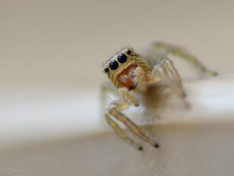 Fotonatura XVI: Por sus ojos las conoceréis Aranyeta (Salticidae)