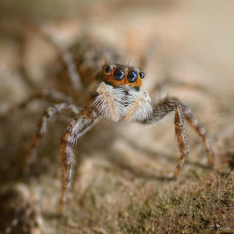 Fotonatura XVI: Por sus ojos las conoceréis Aranyeta botadora...