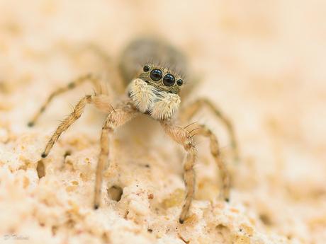 Fotonatura XVI: Por sus ojos las conoceréis Salticidae