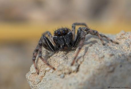 Fotonatura XVI: Por sus ojos las conoceréis Araña saltarina
