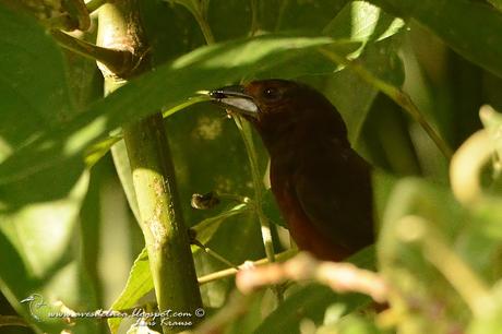 Fueguero oscuro (Silver-beacked Tanager) Ramphocelus carbo