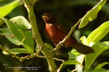 Fueguero oscuro (Silver-beacked Tanager) Ramphocelus carbo