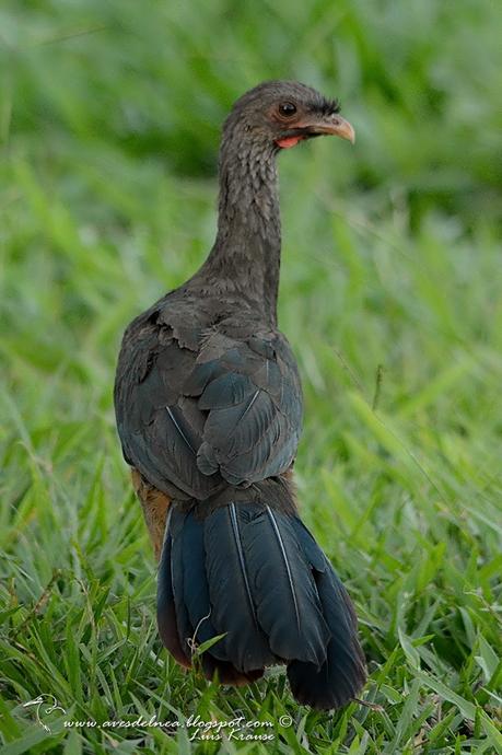 Charata (Chaco Chachalaca) Ortalis canicollis