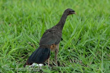 Charata (Chaco Chachalaca) Ortalis canicollis