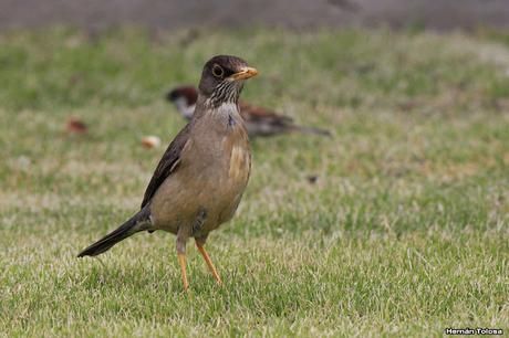 Cazador de lombrices Cazador de lombrices