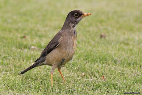 Cazador de lombrices Cazador de lombrices