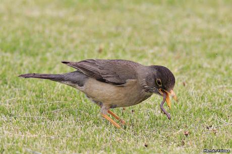 Cazador de lombrices Cazador de lombrices