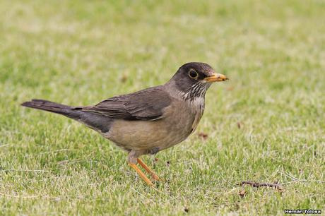 Cazador de lombrices Cazador de lombrices
