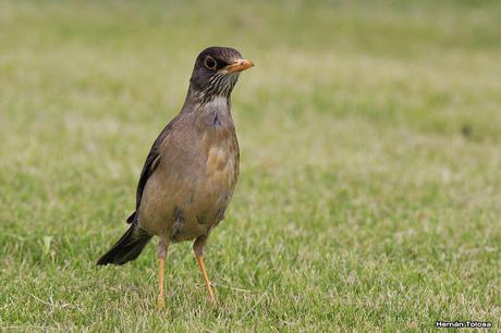 Cazador de lombrices Cazador de lombrices