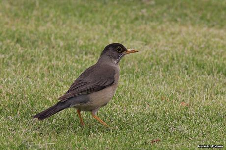 Cazador de lombrices Cazador de lombrices