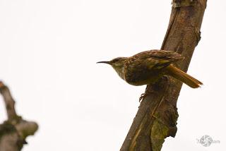 Un pequeño pájaro se pone al alcance del Nikkor 200-500mm Fotografia_Abuelohara_Nikon