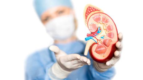 ¿Cuánto tiempo puede sobrevivir con un riñón? ¿Cuánto tiempo puede sobrevivir con un riñón?