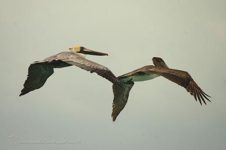 Pelícano pardo (Brown Pelican) Pelecanus occidentalis