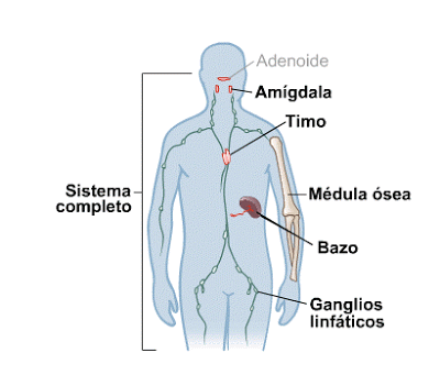 Se trata de un dibujo que muestra de forma esquemática el sistema inmunológico, formado por amigdala, timo, médula ósea y ganglios linfáticos