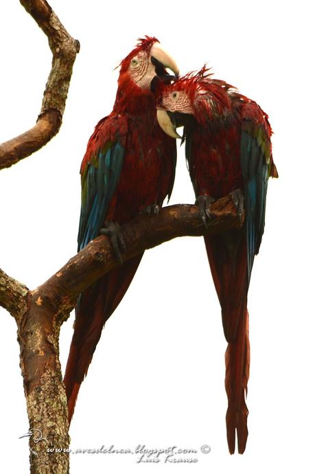 Guacamayo rojo (Green-winged Macaw) Ara chloropterus